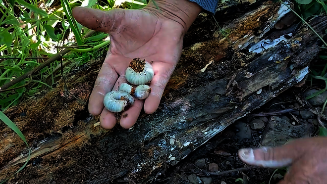 Hier klicken um Video zu starten.