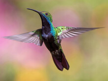 Kolibri von vorn im Flug