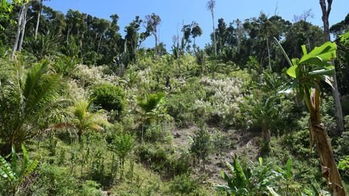 Wieder nachwachsender Regenwald auf Madagaskar