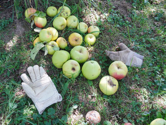 Grüne Äpfel und Handschuhe liegen auf dem Boden