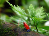 Roter Frosch sitzt auf Ast vor grünen Pflanzen