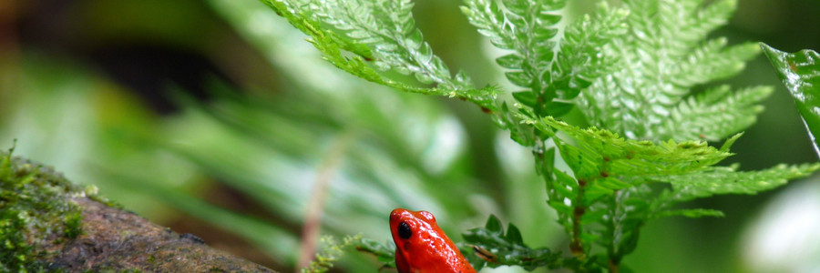 Roter Frosch sitzt auf Ast vor grünen Pflanzen