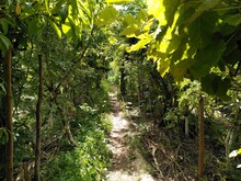 Kleiner Weg führt durch waldähnliches Dynamisches Agroforstsystem
