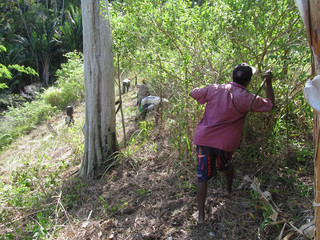 Beschnitt von Bäumen auf Madagaskar