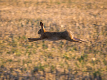 Hase rennt über das Feld