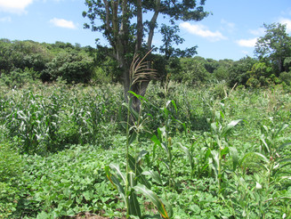 Dicht bewachsene landwirtschaftliche Dynamische Agroforst Parzelle auf Madagaskar