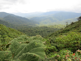 Grüner, dichter Regenwald auf Costa Rica erstreckt sich bis zum Horizont
