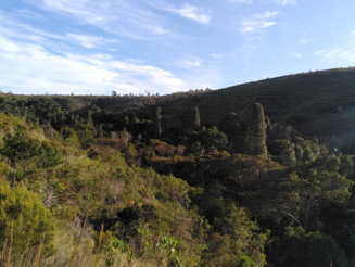 Letzte Reste noch intakten Hochlandregenwaldes wachsen in Ankafobe auf Madagaskar in einer Senke