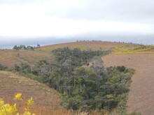 Waldstreifen in ansonsten degradierter Landschaft