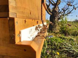 Bienen auf ihrem Weg in den Bienenstock