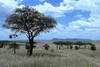 Akazienbäume stehen auf einer Grassavanne