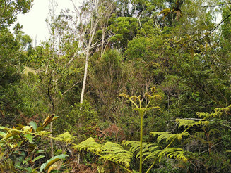 Tropischer Regenwald auf Madagaskar