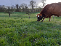 Murnau-Werdenfelser Rind am grasen auf einer Streuobstwiese