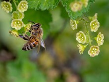 Biene hängt nektarbestäubt an Blüte