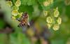 Biene hängt nektarbestäubt an Blüte