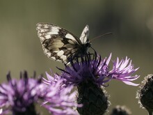 Ein Schachbrettfalter sitzt auf einer Distelblüte
