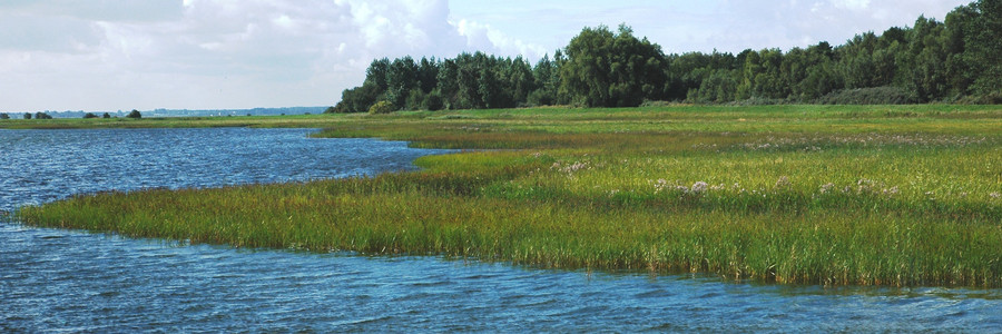 Salzgraslandschaften wachsen an der Ostseeküste