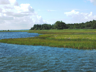 Salzgraslandschaften wachsen an der Ostseeküste