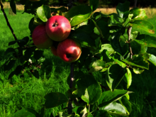 Reife Äpfel hängen an einem Ast auf einer Streuobstwiese