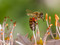Eine Biene saugt Nektar aus einer Pflanze