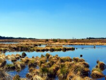 Panorama eines Hochmoors in der Sonne