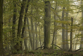Misterioso bosque de hayas