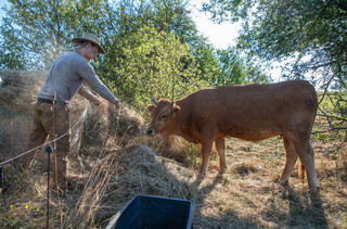 Ein Mann füttert eine Kuh mit Stroh