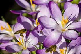 Biene auf lila Blüte