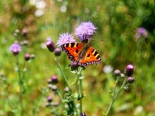 Schmetterling der Art Kleiner Fuchs sitzt auf Ackerkratzdistel in Sonnenschein