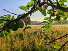 Äste hängen an einem Baum auf einer Streuobstwiese bei Sonnenaufgang