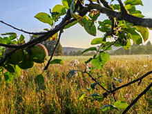 Äste hängen an einem Baum auf einer Streuobstwiese bei Sonnenaufgang
