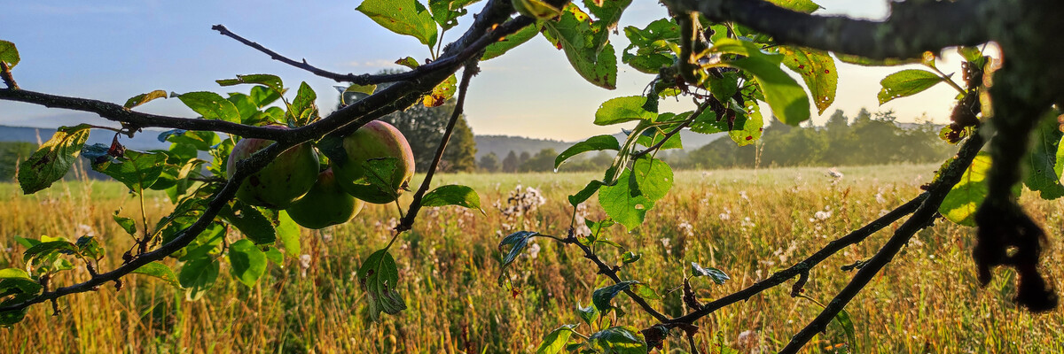 Äste hängen an einem Baum auf einer Streuobstwiese bei Sonnenaufgang