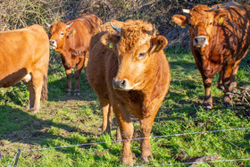 Murnau-Werdenfelser Rinder auf der Weide