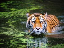 Tiger läuft durch Tümpel