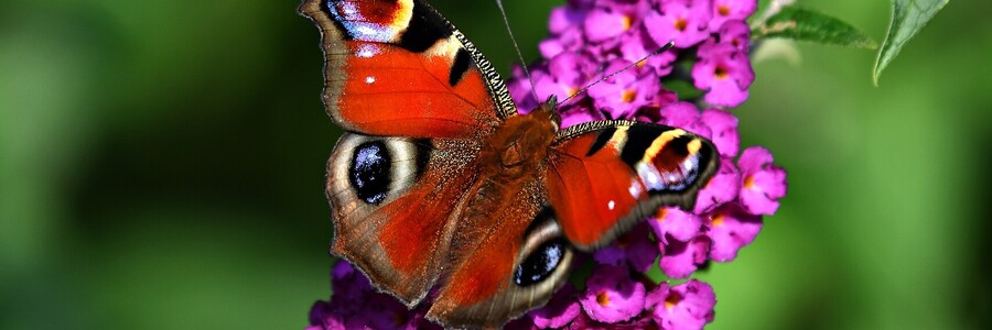 Wie überstehen Schmetterlinge den Winter? Tagpfauenauge sitzt mit offenen Flügeln auf pinker Blüte