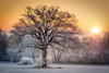 Baum eingehüllt in Frost bei Sonnenaufgang