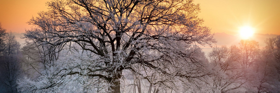 Baum eingehüllt in Frost bei Sonnenaufgang