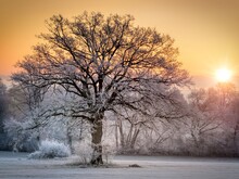 Baum eingehüllt in Frost bei Sonnenaufgang
