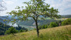 Alter Obstbaum mit Blick auf Rhein