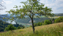 Alter Obstbaum mit Blick auf Rhein