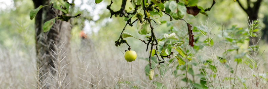 Ein Apfel hängt an einem Apfelbaum auf einer Streuobstwiese