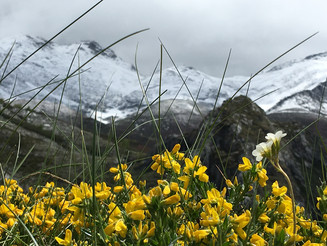 Gelbe Blumen vor dem Hintergrund des kantabrischen Gebirges