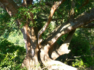 Großer, alter Baum steht auf dem Land der Kogi in der Sierra Nevada de Santa Marta in Kolumbien