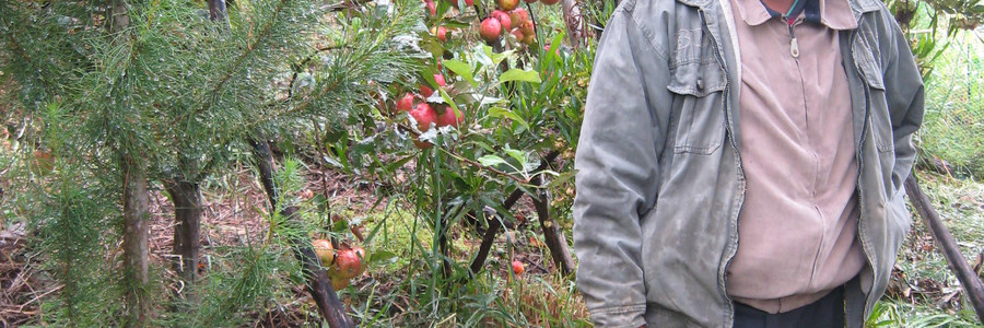 Kleinbauer steht vor Apfelbäumen in seiner Parzelle