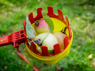 Mehrere Äpfel liegen in einem Pflückwerkzeug
