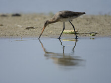 Uferschnepfe steht an Strand und trinkt Wasser
