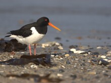 Uferschnepfe am Strand auf der Insel Kirr