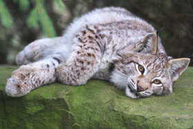 Luchs