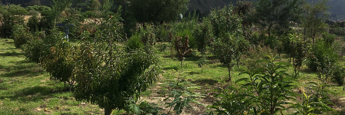 Dynamische Agroforstparzelle vor den Hängen der Anden in Bolivien
