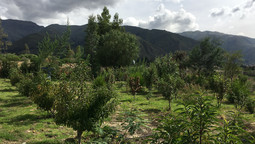 Dynamische Agroforstparzelle vor den Hängen der Anden in Bolivien